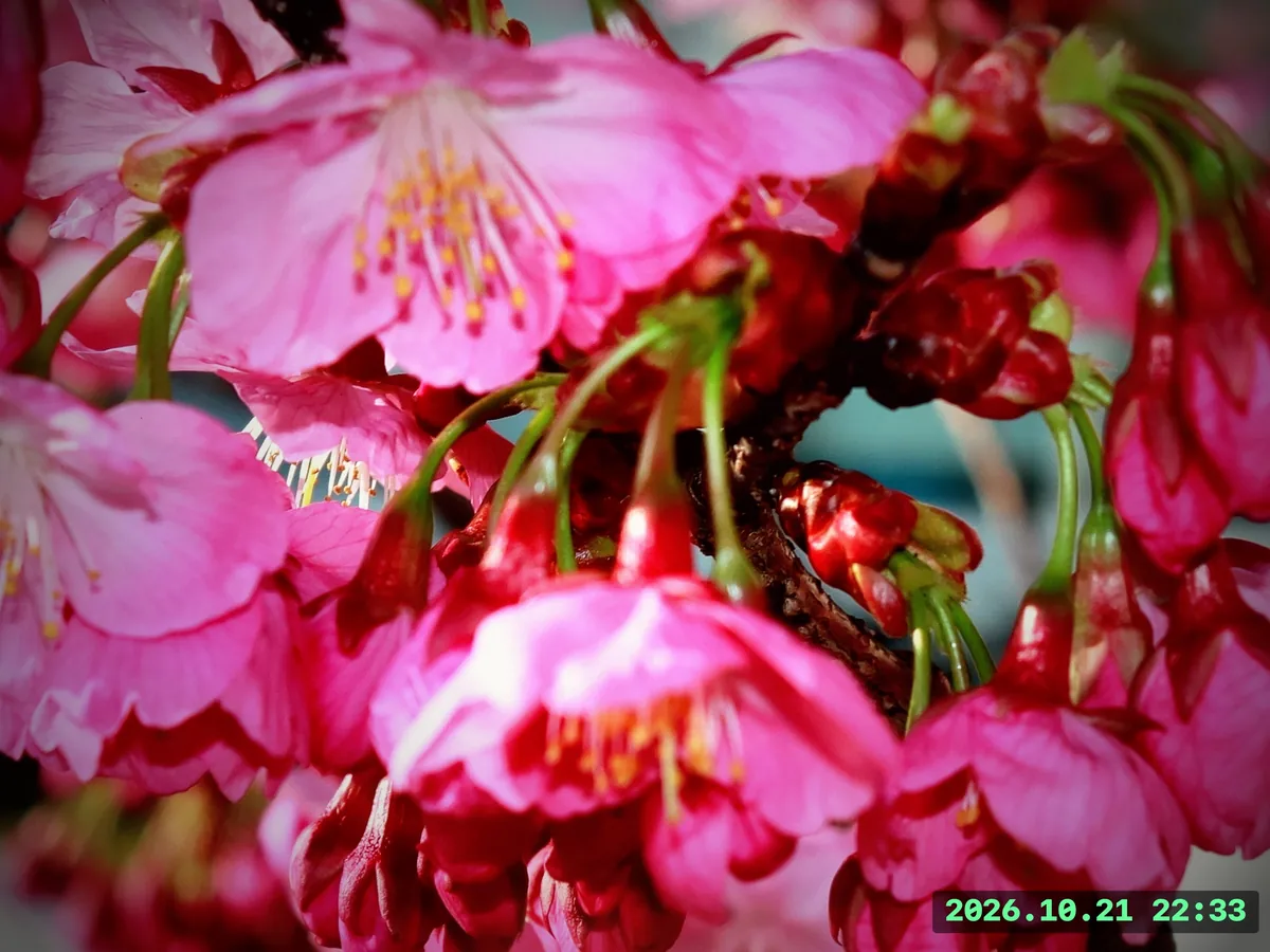 鮮やかなピンクの花