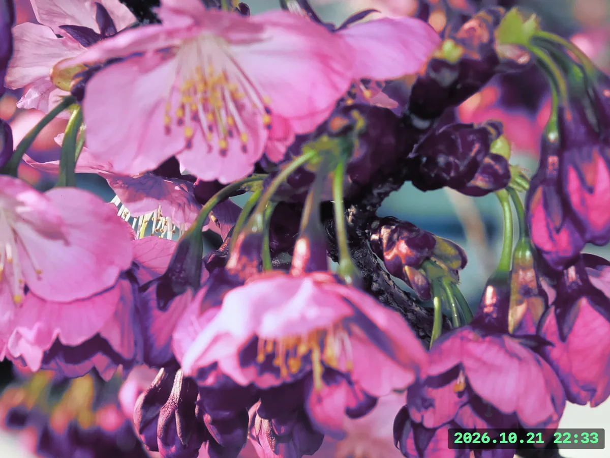 桜色を柔らかく